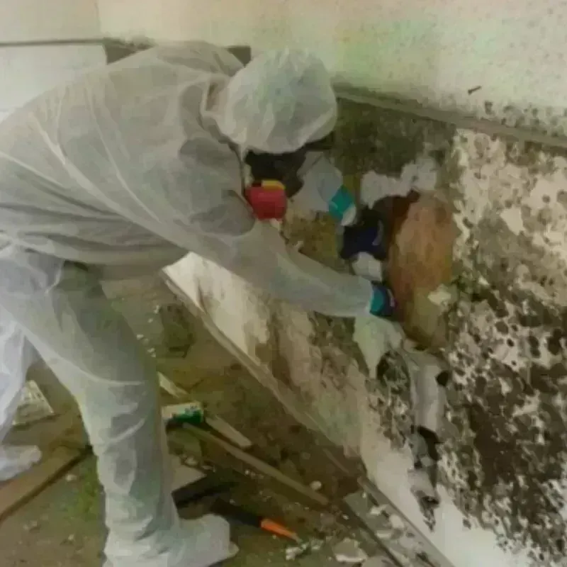 Best Mold Remediation and Removal Service in Crocker, WA